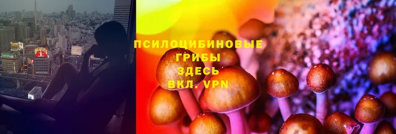 где можно купить   Белорецк  Псилоцибиновые грибы MAGIC MUSHROOMS 